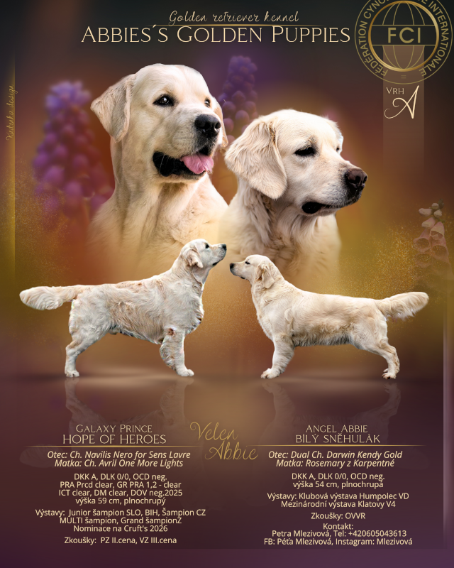 abbies golden puppies